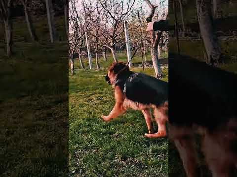German Shepherd Dog puppy for sale