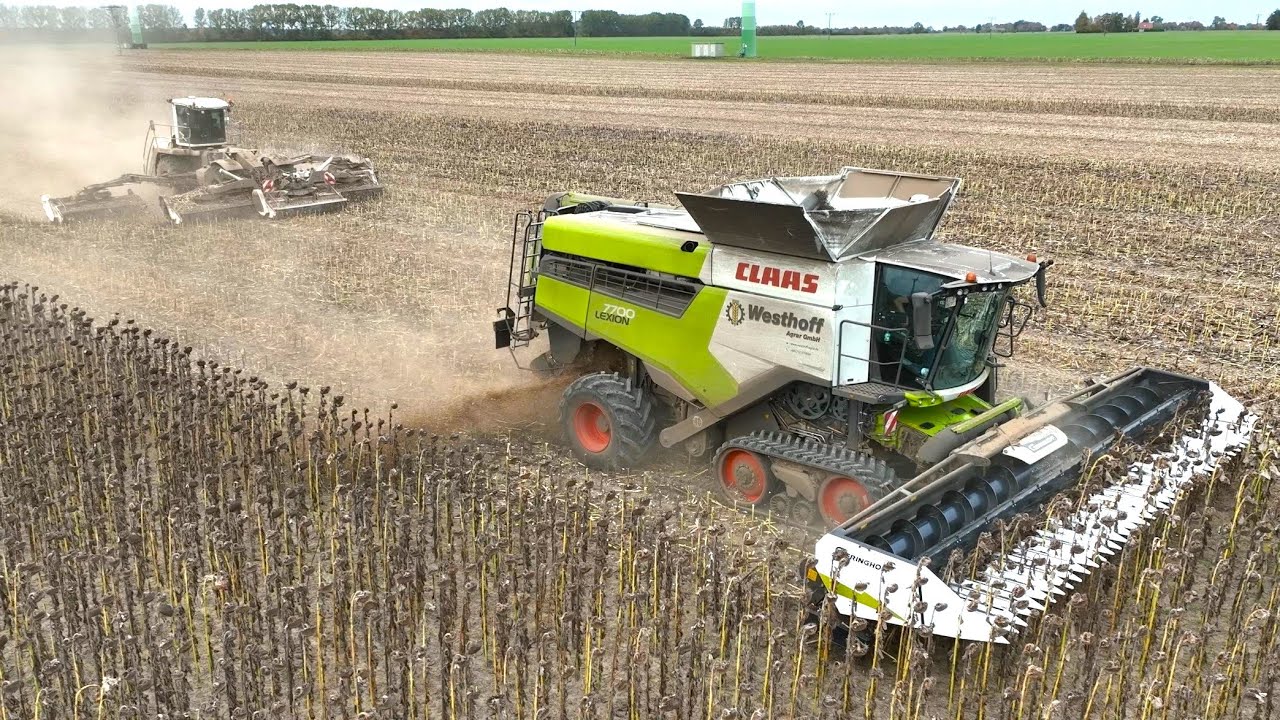 Sonnenblumen Ernte 2022 Mähdrescher CLAAS Lexion 2023 Geringhoff Lohnunternehmen Landwirtschaft