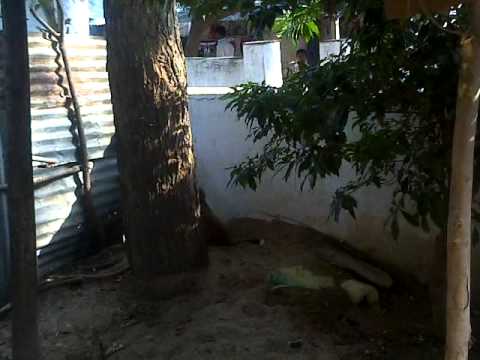 DOG & MONKEY FUNNY FIT FROM AVLAMANDA ANJANEYULU