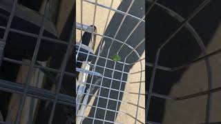 カエルと一緒に自転車通勤