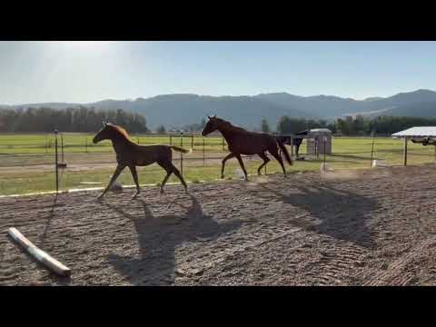 Total Gold (Total Hope x Zack) 2022