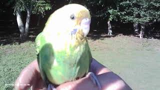 (8月前半)　うちのインコ達