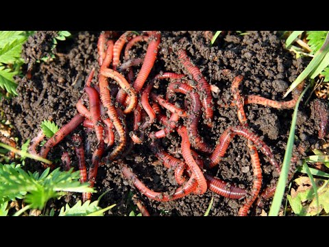 Vermicomposting 101 - Introducing worms into my worm bin |  small intro |