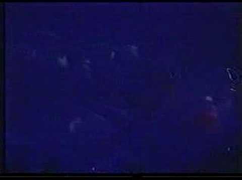 Hardsequencer - the Dancing Nations(Live in mayday)