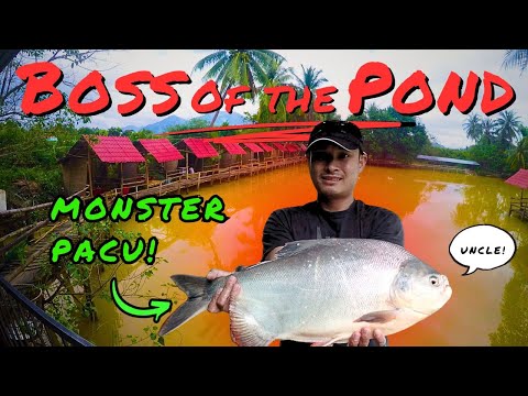 Catching GIANT Pacu in the CRAZIEST Pond (Catch & Cook)