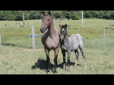 BARRANCA DE SANTA ANGÉLICA