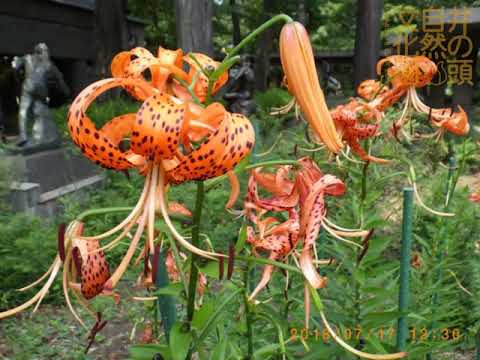園芸 孔雀の目、孔雀の花、オニユリ