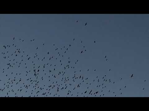 DJ Metatron aka Traumprinz - Where Is Home