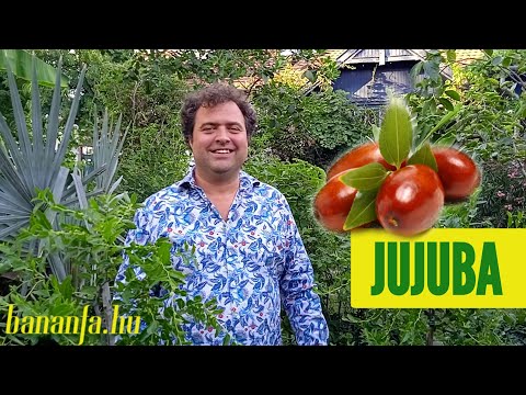 Miért szeretjük a Ziziphus jujuba-t, a kínai datolyát?