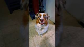 Download lagu Goo goo ga gaa #dogdog #gogogaga #videoviral #funnymemes #memesvideo #67 mp3 Download lagu Goo goo ga gaa #dogdog #gogogaga #videoviral #funnymemes #memesvideo #67 mp3