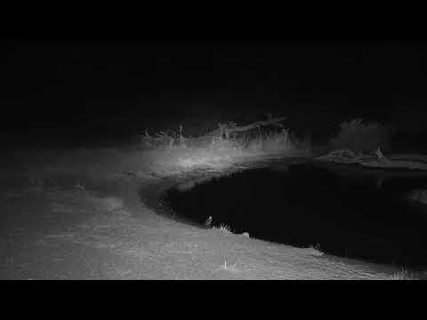 Djuma: Sights and sounds on a windy night - 00:40 - 08/15/19