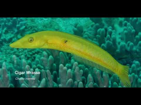 9 Wrasse B - scuba diving video