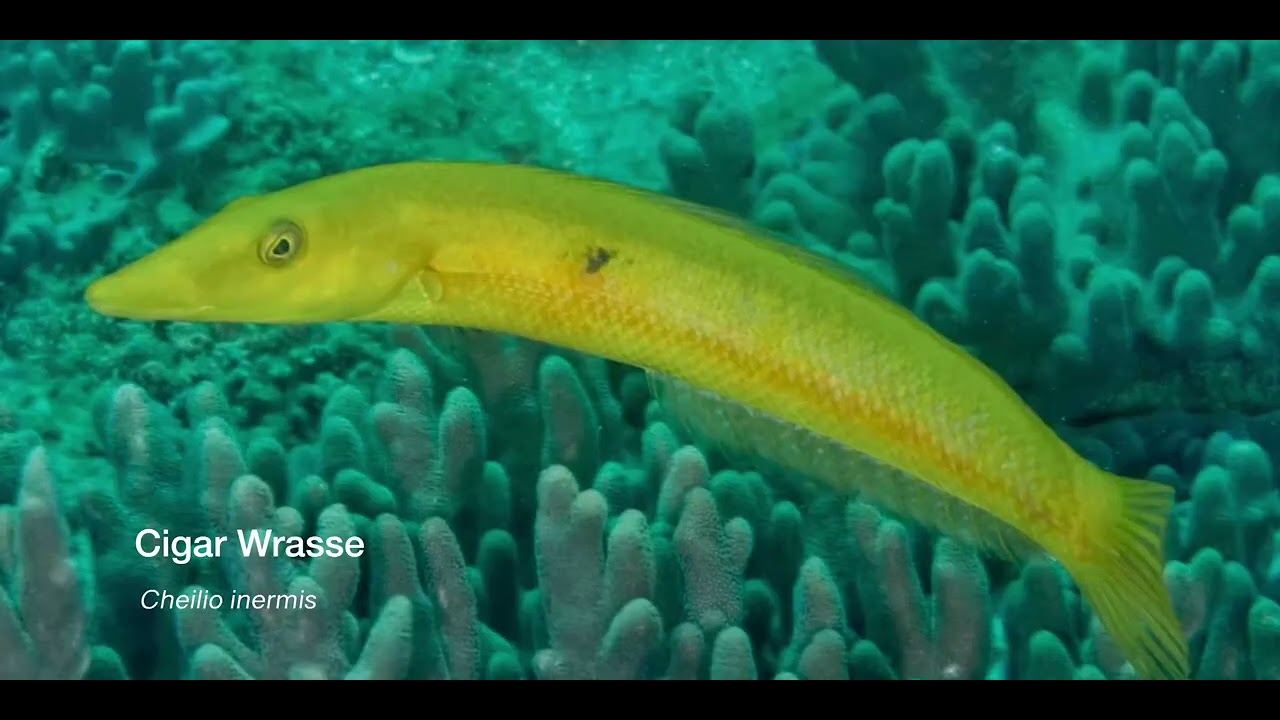 9 Wrasse B