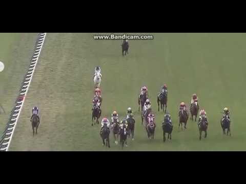 2016.11.20　マイルCS　最後の直線