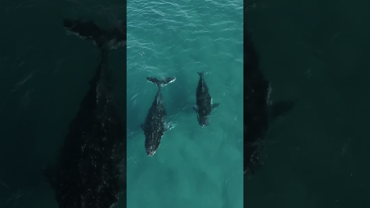 YouTube Short thumbnail