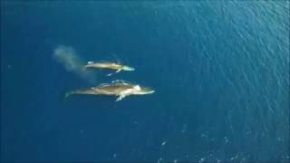 UNE BALEINE ET SON PETIT FILMÉS PAR UN DRONE PRÈS DE BARCELONE