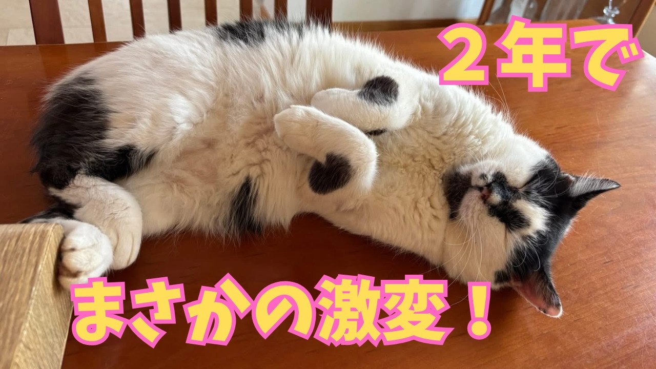 【155】路上に倒れ腐敗臭が漂っていたトト君が⭐︎繁殖ブリーダーに医療放棄されていたパピヨンの女の子