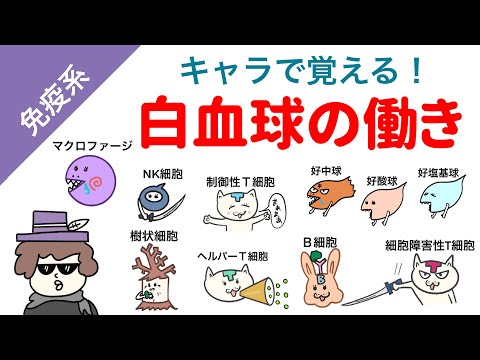 【キャラで覚える！】白血球の働き