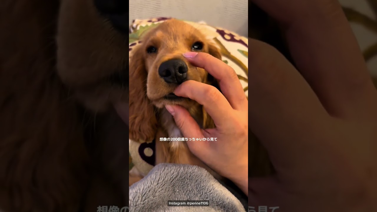 下の前歯2本抜けたよ🦷\ Special thank you /Instagram@penne1106 #cockerspaniel#englishcockerspaniel