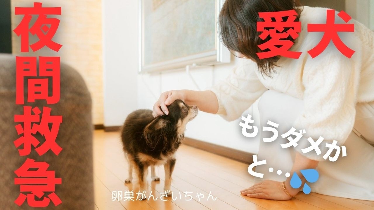 【夜間救急】愛犬の不調。どこからが救急？なのか。人もペットも境目が難しい。#救急 #卵巣がん #愛犬