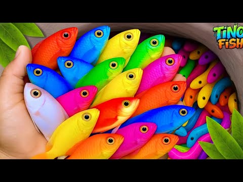 Поймайте красивых аквариумных рыбок в небольшом пруду: маленьких черепашек, тино, плати, угрей, к...