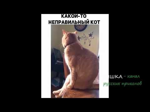 Когда кот забыл, что он кот