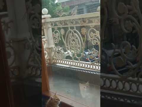 Modern Animal World......Wow