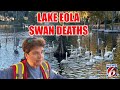 Investigation Launched Into Swan Deaths At Lake Eola Park In Orlando