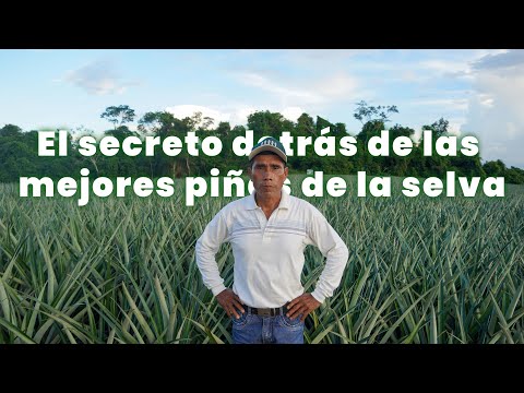 PE  Saltar navegación Buscar    Crear  9+  Imagen del avatar Nutrición, perseverancia y éxito en el cultivo de piña en la selva peruana