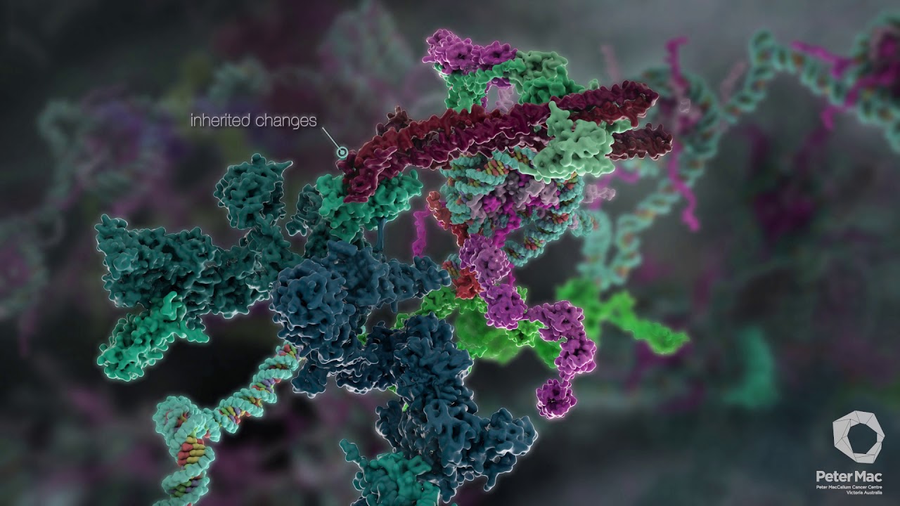 What Goes Wrong in Cancer? A Peter Mac bio-animation by Dr Maja Divjak