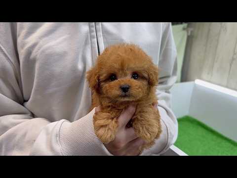 YouTube動画のサムネイル