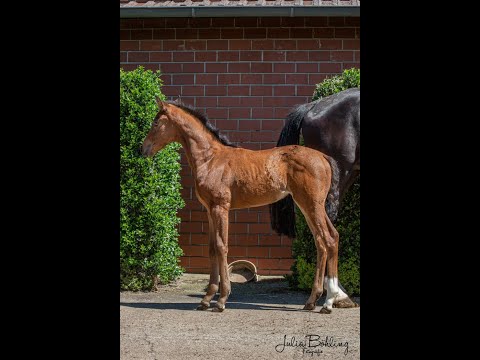 Stutfohlen *Mai 2021 Vitalis - Desperados - Fürst Heinrich - Donnerhall
