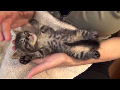 Kucing Lucu... | Funny Cats