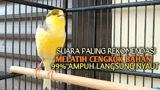 Download lagu kenari gacor panjang Cuit Cuit EMOSI, Pancingan Kenari Paud Belajar Bunyi, terapi AMPUH Kenari MACET mp3 Download lagu kenari gacor panjang Cuit Cuit EMOSI, Pancingan Kenari Paud Belajar Bunyi, terapi AMPUH Kenari MACET mp3