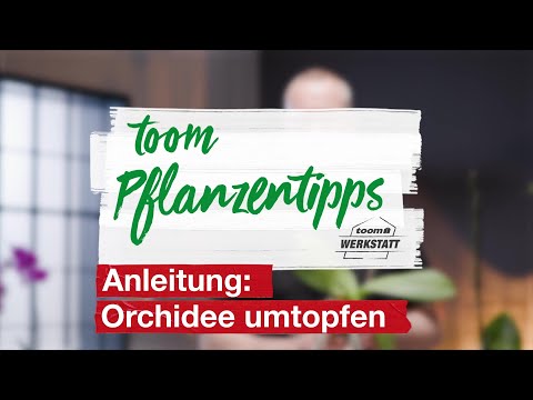 toom Pflanzentipps: Orchidee umtopfen | toom Baumarkt