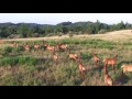 Elk on the Run