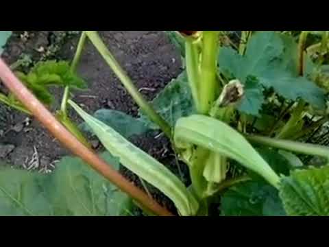 Выращивание бамии , август 2021 г.