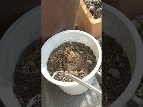 アマリリスの成長を促進し、再び花を咲かせる天然肥料は何ですか?  庭園