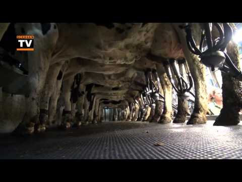 Ik begin - Boerdeij Kat