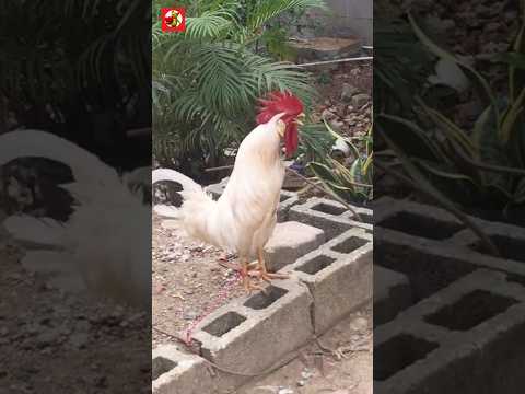 Rooster Crowing Sound ( Compilation ) 🐓🔊