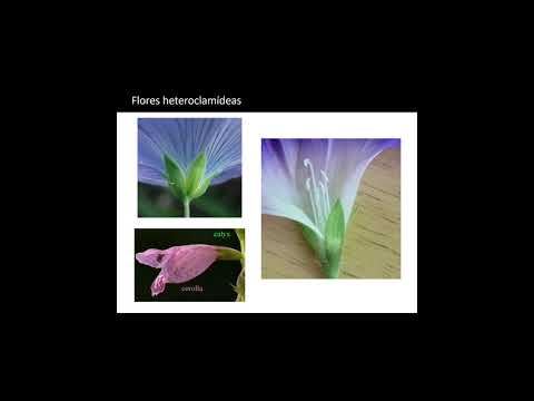 Morfologia externa da flor (parte II)