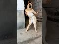 Dog Khaega To Yah Dance Karke Dikha Dog Shorts