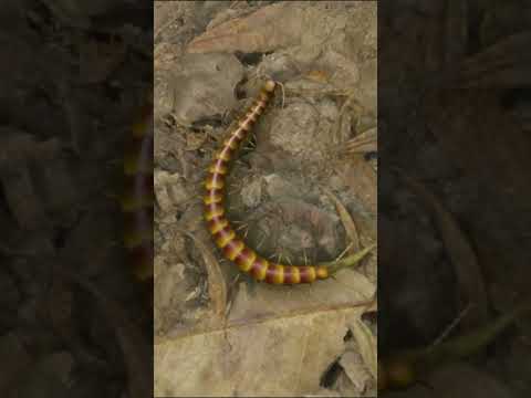 The Worst Bugs In Green Hell! #shorts