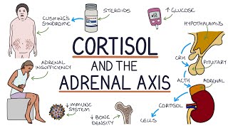 Understanding Cortisol and the Adrenal Axis