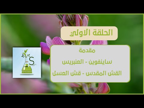 , title : 'كل ما يخص نبات العنبريس او الساينفوين الفيديو المجمع !!؟؟'