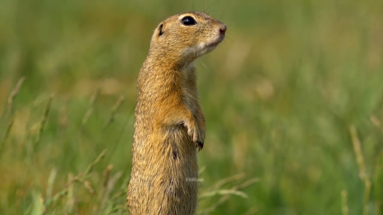European Ground Squirrel Vigilance & Sentinel Behavior