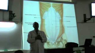 Dr Sherif Fahmy Abdomen 5 (D3m 2) "-Cutaneous Supply of ant Abdominal Wall -Inguinal Canal  "