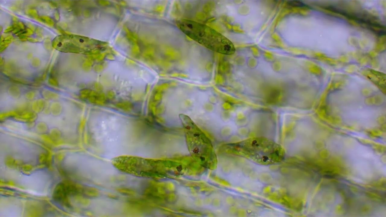 Plant cells and Euglena part 3