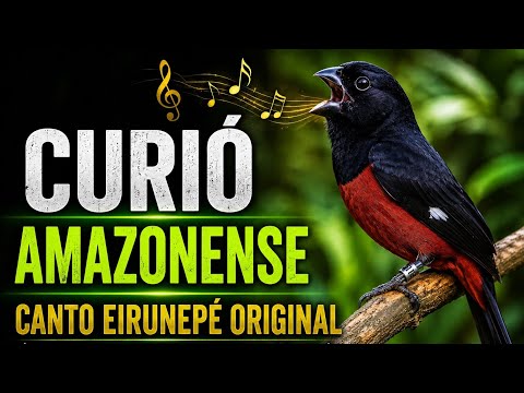 Canto do Curió Amazonense de Eirunepé