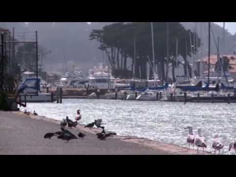 Rải cọng tàn phai - Trần Quang Lộc